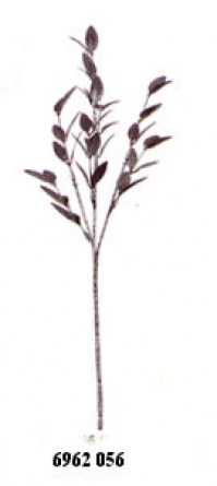 RUSCUS cm.37